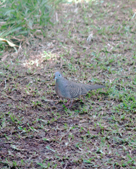 Geopelia striata