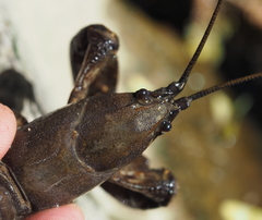 Austropotamobius torrentium