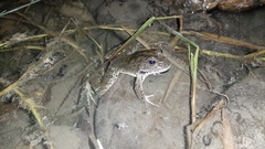 Pelophylax ridibundus