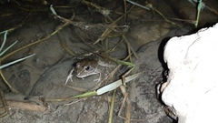 Pelophylax ridibundus