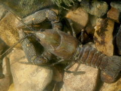 Austropotamobius torrentium