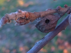 Andricus infectorius