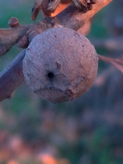 Andricus infectorius