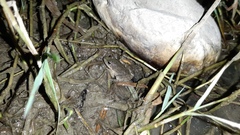 Pelophylax ridibundus