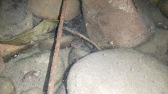 Pelophylax ridibundus