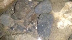 Pelophylax ridibundus