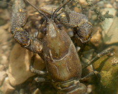 Austropotamobius torrentium