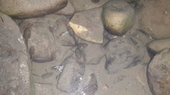 Pelophylax ridibundus