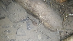 Pelophylax ridibundus