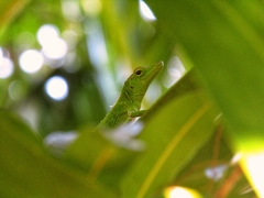 Anolis garmani