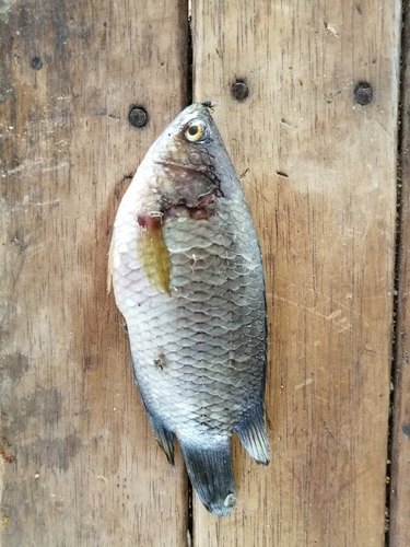 Petherich's Ctenopoma