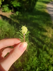 Cecidomyiini