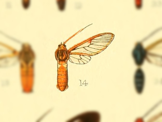 Pseudosphex aequalis