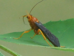 Trogus