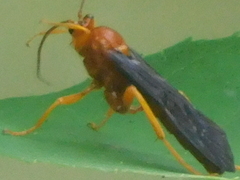 Trogus