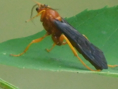 Trogus