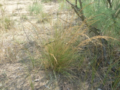 Festuca beckeri