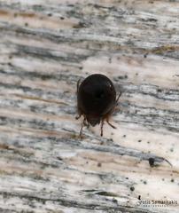 Galumnidae