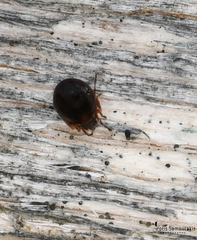 Galumnidae