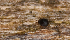 Galumnidae