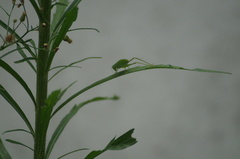 Phaneropterinae