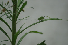 Phaneropterinae