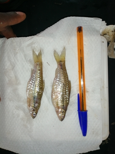 Dazzling barb (Enteromius ablabes) — Cyprinidae