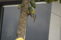 Thraupis sayaca