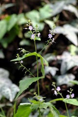 Veronica urticifolia