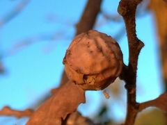 Andricus infectorius