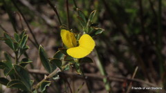 Argyrolobium collinum