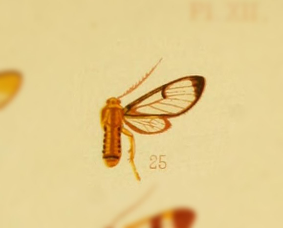Pseudosphex atridorsata