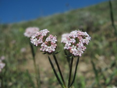 Valerianella lasiocarpa