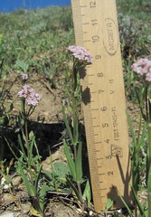 Valerianella lasiocarpa