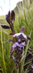 Eulophia zeyheriana