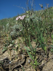 Valerianella lasiocarpa