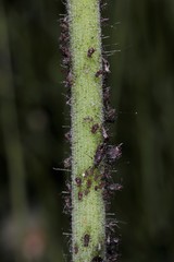 Uroleucon obscurum