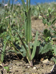 Valerianella lasiocarpa