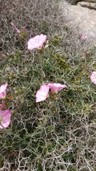 Convolvulus oleifolius