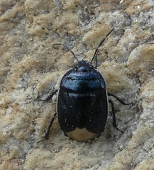 Canthophorus