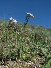 Valerianella lasiocarpa