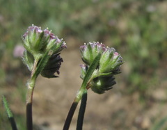 Valerianella lasiocarpa