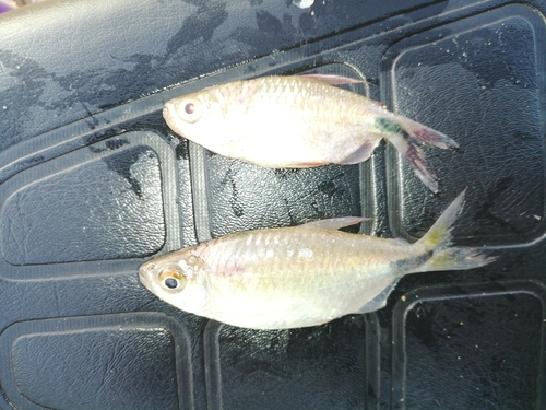 Long-fin Tetra