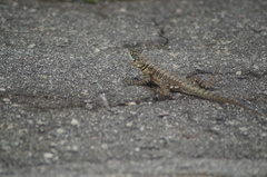Tropidurus torquatus
