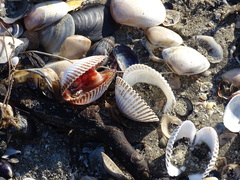 Anadara inaequivalvis