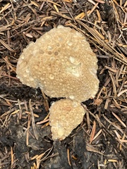 Calcipostia guttulata