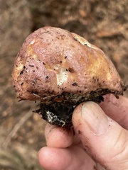 Calcipostia guttulata
