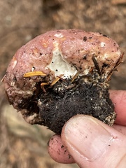 Calcipostia guttulata
