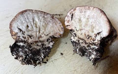 Calcipostia guttulata