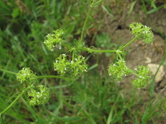 Valerianella uncinata